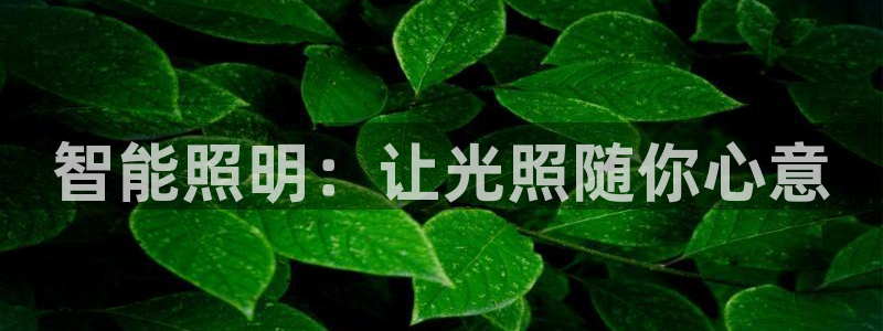 云顶国际是做什么的公司