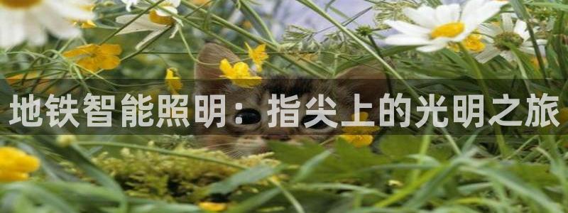 云顶手游国际版