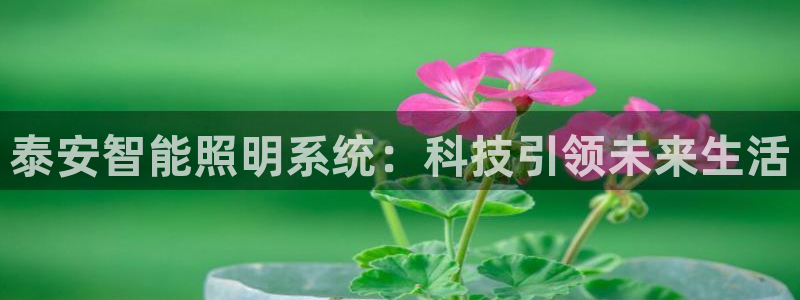 云顶国际服阵容